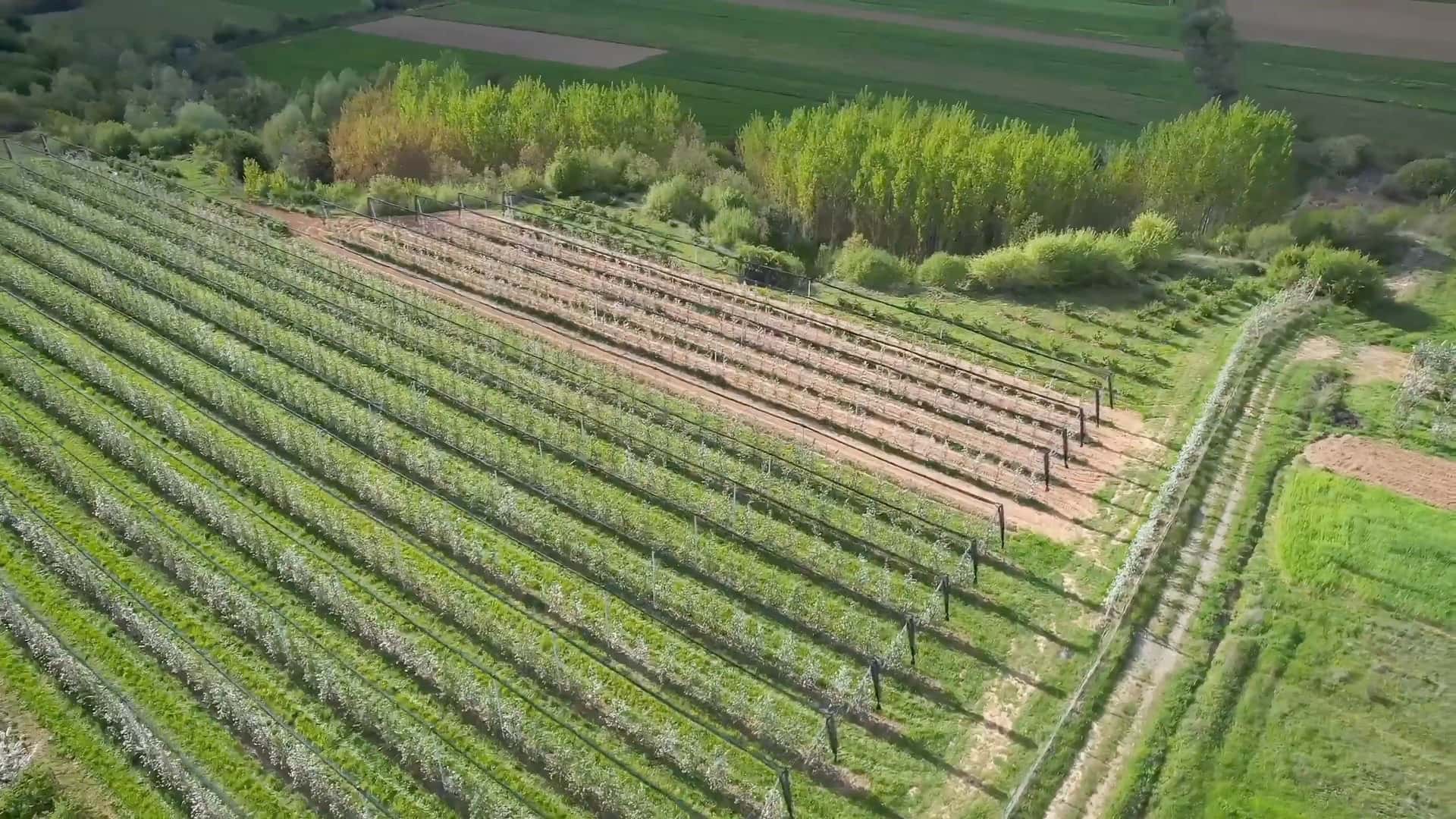 Fluturim me dron mbi pemishtat dhe arat në Përparimaj